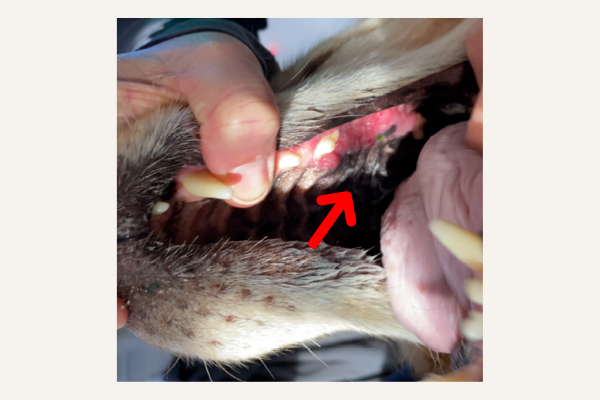 How Mans Best Friend & AI Cure Cancer (2)