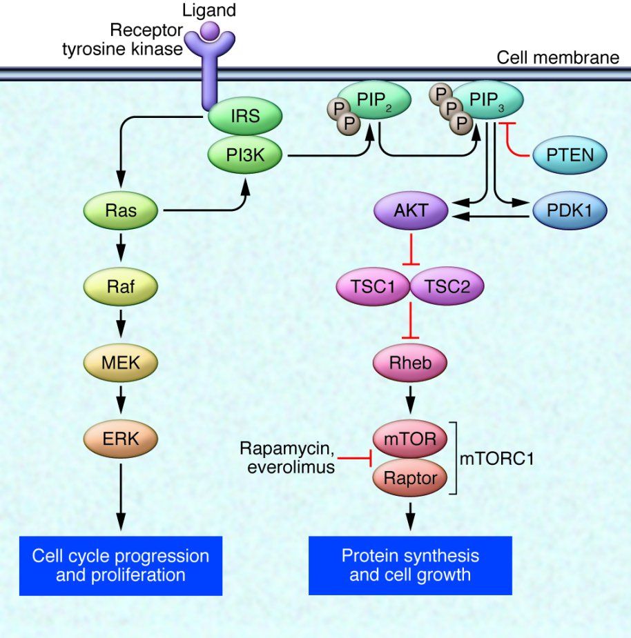 Receptor tyrosine kinases bind with ligand and initiate the signaling pathway via intermediate molecules (IRS). PI3K becomes activated, which results in phosphorylation of phosphatidylinositol 4,5-bisphosphate (PIP2) to phosphatidylinositol 3,4,5-trisphosphate (PIP3), a process that is reversed by PTEN. At the cell membrane, proteins with pleckstrin homology domains then become phosphorylated via PIP3 (phosphoinositide-dependent protein kinase–1 [PDK1] and AKT). PDK1 can also phosphorylate critical residues on AKT. The tumor suppressor complex of TSC1/TSC2 normally inhibits mTOR activation via Ras homolog enriched in brain (Rheb). Activated AKT prevents this inhibition, leading to activation of the mTOR/Raptor complex known as mTOR complex 1 (mTORC1). This complex can be inhibited by rapamycin and its analogs, including everolimus. Ultimately, mTORC1 leads to the activation of downstream proteins involved in the initiation of protein synthesis, resulting in cellular growth. Receptor tyrosine kinase activation also initiates MAPK pathway signaling, which leads to cell cycle progression and proliferation. MAPK pathway activation can also augment PI3K signaling. MEK, MAPK/ERK kinase. From: JCI The Journal of Clinical Investigation&nbsp;